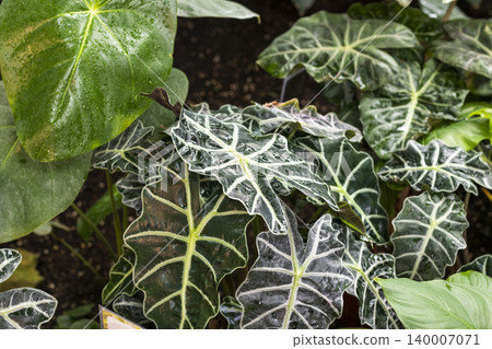 The plant in the center of the image is an Alocasia amazonica, commonly known as the Alocasia Polly or African Mask Plant. The plant in the center of the image is an Alocasia amazonica, commonly known as the Alocasia Polly or African Mask Plant. 140007071