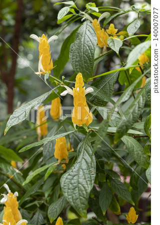 The plant in the image is a Pachystachys lutea, commonly known as the Lollipop Plant or Golden Shrimp Plant. 140007077