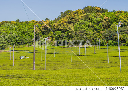 Scenery of the Mikawa tea fields in Fukuroi City (Shizuoka Prefecture) Scenery of the Mikawa tea fields in Fukuroi City (Shizuoka Prefecture) 140007081