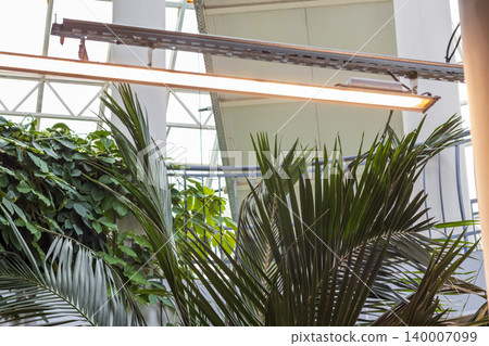 An indoor tropical garden or greenhouse atrium setting illuminated by artificial overhead lighting An indoor tropical garden or greenhouse atrium setting illuminated by artificial overhead lighting 140007099