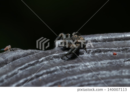 A dark brown crab spider (Crab spider) on the edge of a faux wooden fence against a black background (Japanese spider, arthropod ecology macro photography). 140007113