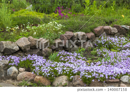 Terraced Rock Garden with Blooming Creeping Phlox and Spring Perennials 140007158