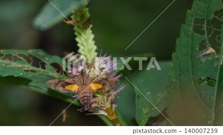 A star-studded hawk moth sucking nectar from a hawkweed A star-studded hawk moth sucking nectar from a hawkweed 140007239