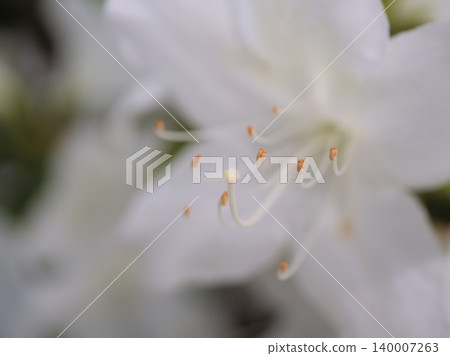 五月盛開的白色杜鵑花美極了。 五月盛開的白色杜鵑花美極了。 140007263