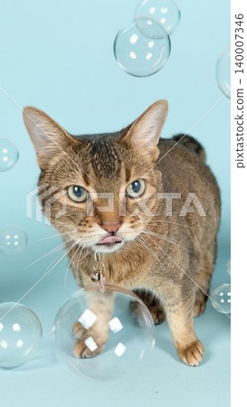 A cute cat surrounded by soap bubbles A cute cat surrounded by soap bubbles 140007346