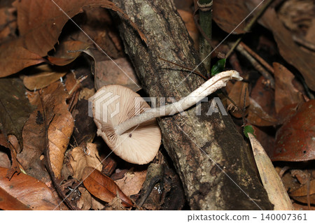 深秋時節,日本森林地面上生長著一朵灰白色的美味乳菇(Lactarius deliciosus);圖中展示了菌褶和菌柄的下表面(日本天然真菌,蘑菇微距攝影)。 深秋時節,日本森林地面上生長著一朵灰白色的美味乳菇(Lactarius deliciosus);圖中展示了菌褶和菌柄的下表面(日本天然真菌,蘑菇微距攝影)。 140007361