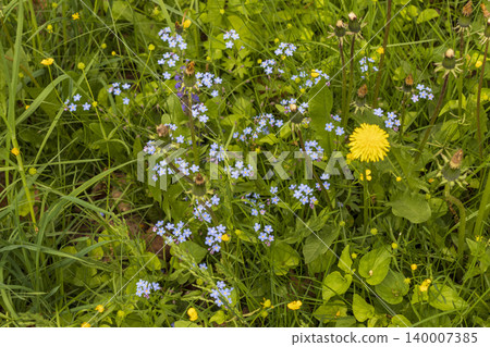 Wild blue forget me not flowers blooming in green spring forest 140007385