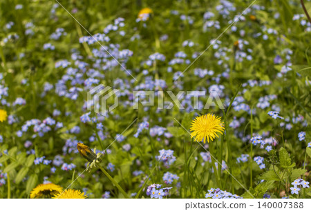 Wild blue forget me not flowers blooming in green spring forest Wild blue forget me not flowers blooming in green spring forest 140007388
