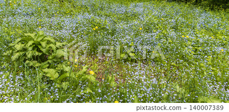 Wild blue forget me not flowers blooming in green spring forest 140007389