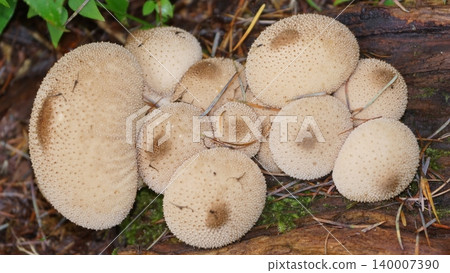 LYCOPERDON PERLATUM 140007390