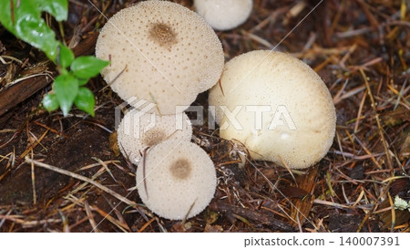 LYCOPERDON PERLATUM 140007391