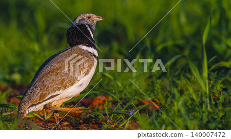 Little Bustard, Spain Little Bustard, Spain 140007472