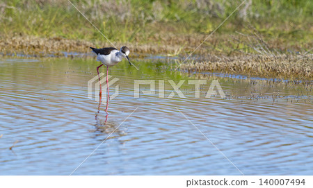 Black-winged Stilt, Lagunas de Villafafila Natural Reserve, Spain Black-winged Stilt, Lagunas de Villafafila Natural Reserve, Spain 140007494