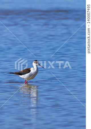 Black-winged Stilt, Lagunas de Villafafila Natural Reserve, Spain Black-winged Stilt, Lagunas de Villafafila Natural Reserve, Spain 140007495