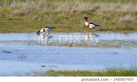 Common Shelduck, Lagunas de Villafafila Natural Reserve, Spain Common Shelduck, Lagunas de Villafafila Natural Reserve, Spain 140007497