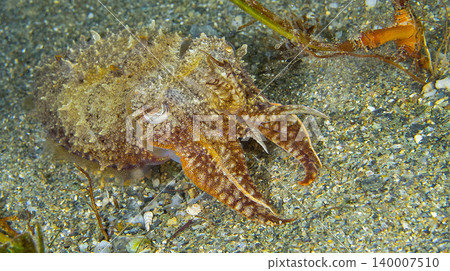 Cuttlefish, Cabo Cope-Puntas del Calnegre Natural Park, Spain Cuttlefish, Cabo Cope-Puntas del Calnegre Natural Park, Spain 140007510