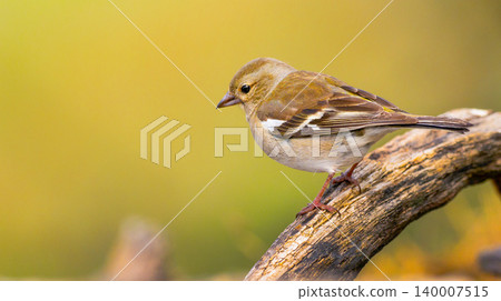 Chaffinch, Spain Chaffinch, Spain 140007515