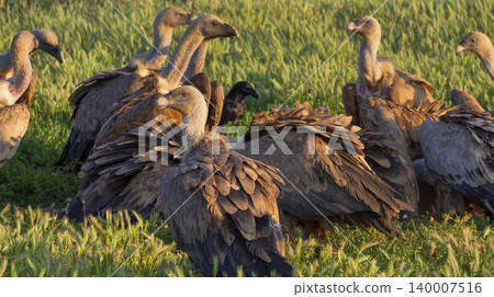 Eurasian Griffon Vulture, Spain Eurasian Griffon Vulture, Spain 140007516