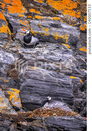 Barnacle Goose, Arctic 140007533