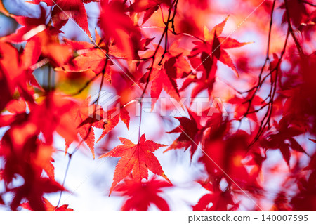 Autumn foliage of maple trees in Osakiyama Park, late autumn (4), Sakaide City, Kagawa Prefecture Autumn foliage of maple trees in Osakiyama Park, late autumn (4), Sakaide City, Kagawa Prefecture 140007595