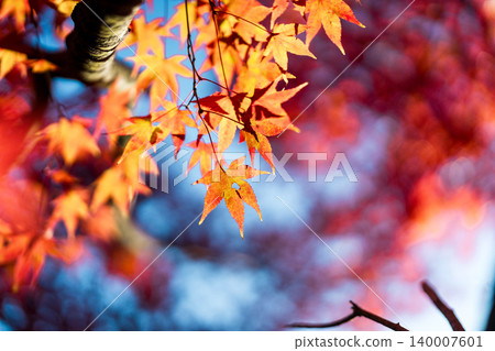 深秋時節,大崎山公園的楓樹紅葉(10張照片) - 香川縣坂出市 深秋時節,大崎山公園的楓樹紅葉(10張照片) - 香川縣坂出市 140007601