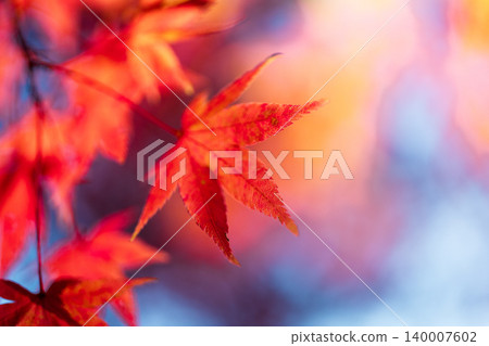 深秋時節,大崎山公園的楓樹紅葉(11)香川縣坂出市 深秋時節,大崎山公園的楓樹紅葉(11)香川縣坂出市 140007602
