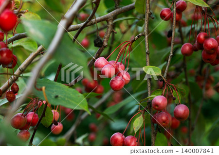 branch berries spring floral plant natural wild spawn object tree soft narrow focus view branch berries spring floral plant natural wild spawn object tree soft narrow focus view 140007841