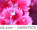 粉紅色花瓣和透明水滴閃閃發光 140007876
