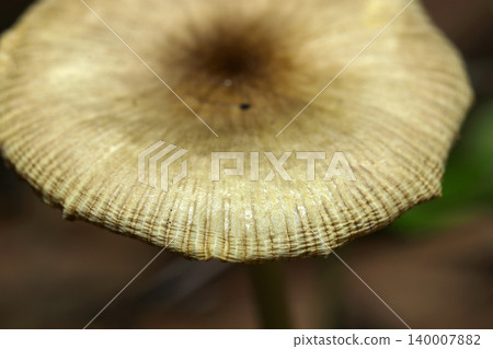 Close-up of the striped cap surface of a pale yellowish-brown mushroom of the genus Pholiota (Japanese natural fungi/mushroom ecology macro photography) 140007882