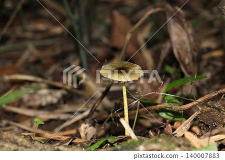Yellow mushrooms of the genus Pholiota in the dark forest floor in late spring (Japanese native fungi, macro photography of mushroom ecology) 140007883