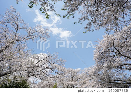 A thousand cherry trees and a blue sky in Yamato City, Kanagawa Prefecture 140007886