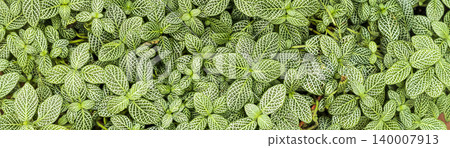 Full-Frame Background Texture of Green and White Variegated Fittonia Nerve Leaves Full-Frame Background Texture of Green and White Variegated Fittonia Nerve Leaves 140007913