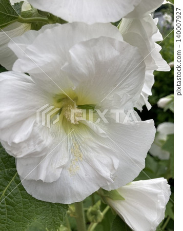 白色mukoge的花 白色mukoge的花 140007927