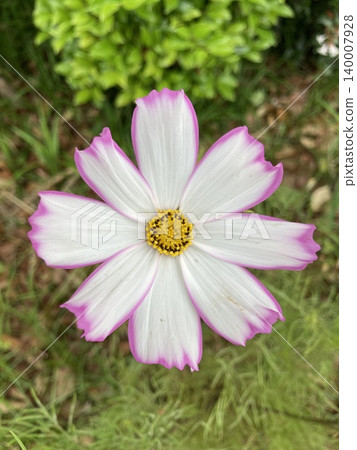 A bee sucking nectar from cosmos flowers in autumn 140007928