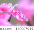 水滴在花瓣上勾勒出美麗的線條 140007945