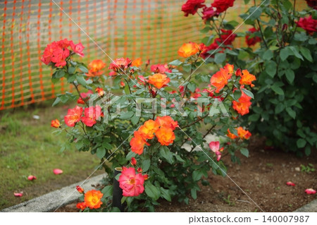 Arao City Ominous Citizen Flower Bed Rose Flower, Arao City Ominous Citizen Flower Bed Rose Flower, 140007987