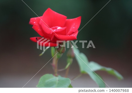 荒尾市少女公民花壇玫瑰花, 荒尾市少女公民花壇玫瑰花, 140007988