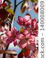Pink apple blossoms blooming on tree branch against blue sky. Close up nature shot in morning light 140008009