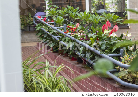 Indoor Botanical Ramp Display with Colorful Potted Anthurium Plants and Greenery Indoor Botanical Ramp Display with Colorful Potted Anthurium Plants and Greenery 140008010