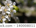 White apple blossoms on tree branch. Springtime nature background with soft sunlight and copy space 140008011