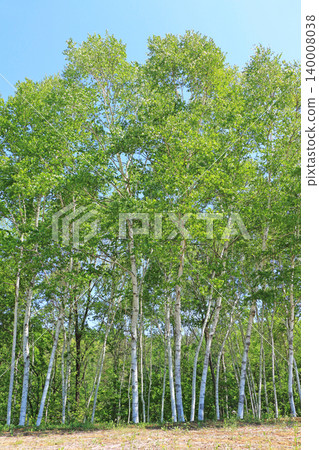 May in the Nakayama Plateau of Shinshu: A Forest of White Birch Trees May in the Nakayama Plateau of Shinshu: A Forest of White Birch Trees 140008038