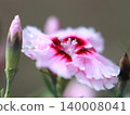 石竹花精緻的細節，閃爍著如同露珠般的光芒 140008041