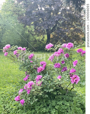 Pink peony bush with vibrant blooms in a lush green garden setting, ideal for background use Pink peony bush with vibrant blooms in a lush green garden setting, ideal for background use 140008093