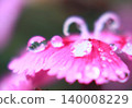 一張美麗的微距照片，展現了排列在花瓣上的水滴。 140008229