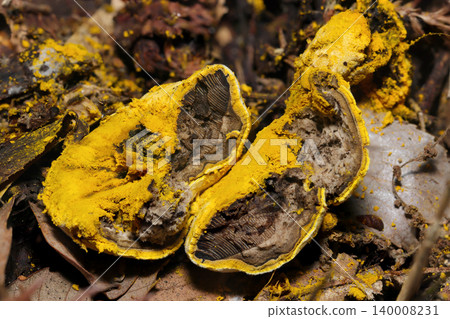 Internal image of a host mushroom that has been parasitized and disintegrated by the fungus *Awatakeyadoritake* (Japanese natural fungi, mushroom macro photography). Internal image of a host mushroom that has been parasitized and disintegrated by the fungus *Awatakeyadoritake* (Japanese natural fungi, mushroom macro photography). 140008231