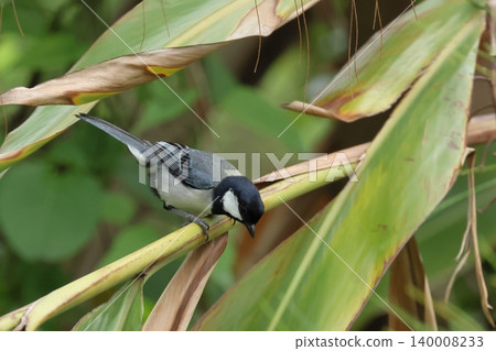 自然、野生鳥類、沖繩山雀亞種:體型和顏色與普通山雀相似,但背部呈均勻的深灰色。 自然、野生鳥類、沖繩山雀亞種:體型和顏色與普通山雀相似,但背部呈均勻的深灰色。 140008233
