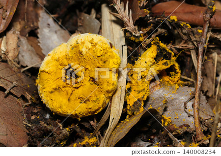 Cap and stem of a host mushroom that has been parasitized and destroyed by the fungus *Awatakeyadoritake* (Japanese natural fungus, mushroom macro photography) Cap and stem of a host mushroom that has been parasitized and destroyed by the fungus *Awatakeyadoritake* (Japanese natural fungus, mushroom macro photography) 140008234