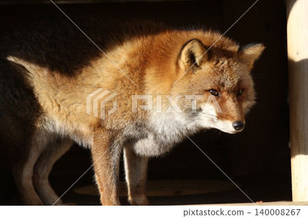 A Japanese red fox basking in the winter sun. 140008267