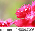 花瓣上閃爍著水珠的精緻細節 140008306