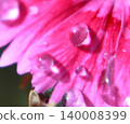 晶瑩剔透的水珠點綴著粉紅色的花瓣。 140008399